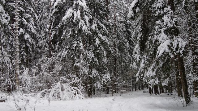 Снег падает в лесу