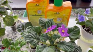 Как подкармливать фиалки удобрением в разном периоде роста.