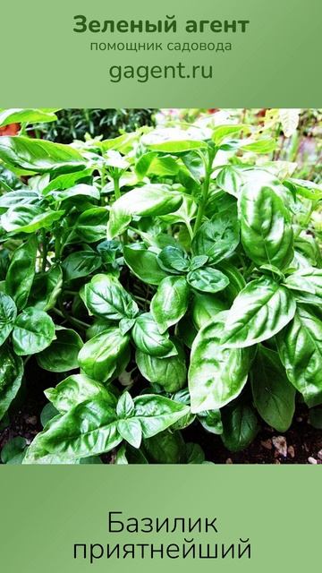Базилик приятнейший — Зеленый Агент