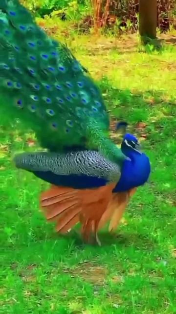 ПРЕКРАСНЫЕ ПАВЛИНЫ