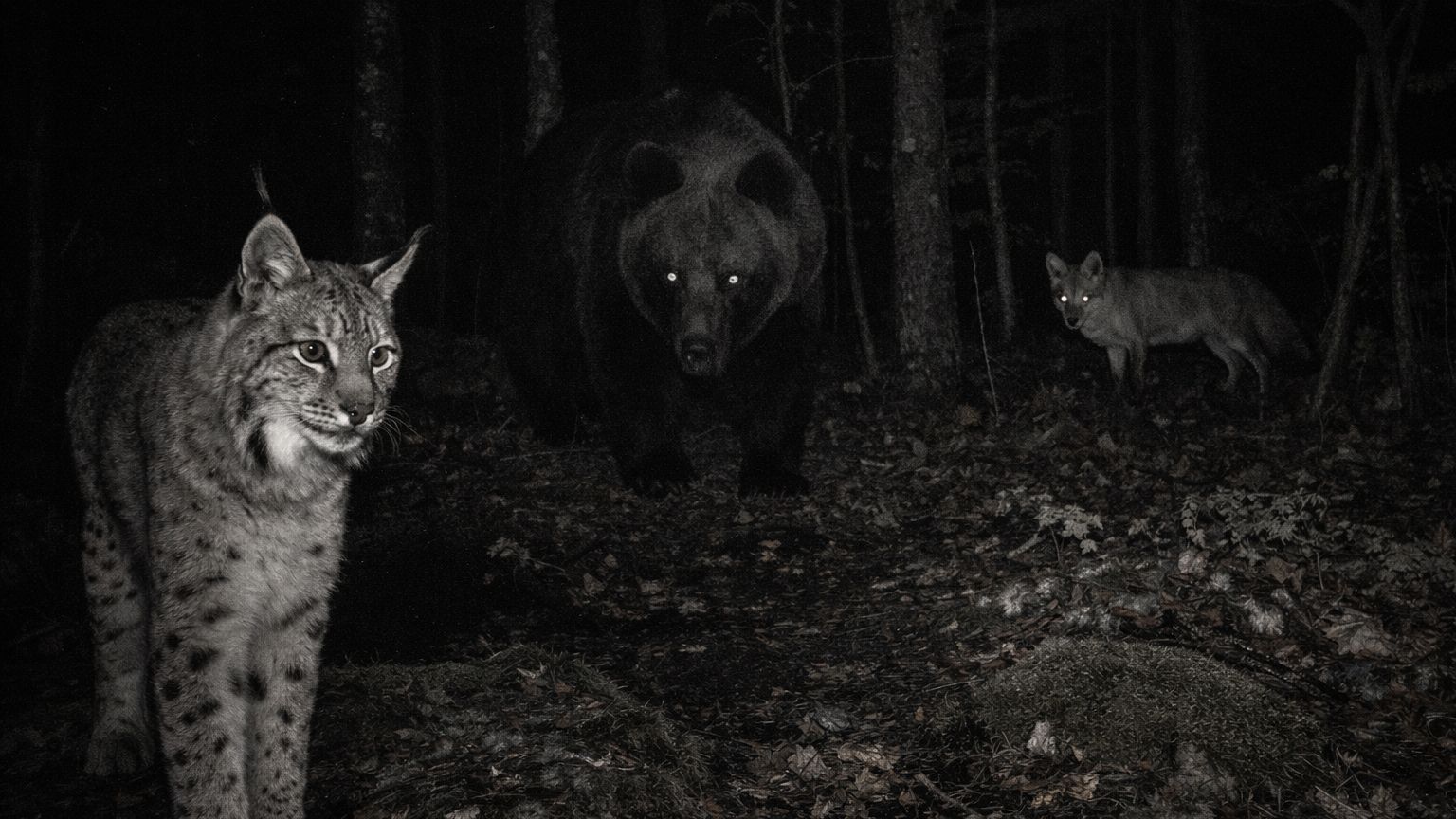 Жизнь диких животных, которую не снять на обычную камеру 🦌🐺🐗🎥🌲 смотреть онлайн