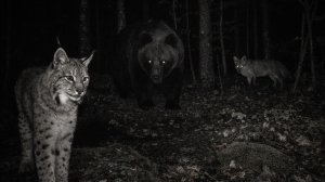 Жизнь диких животных, которую не снять на обычную камеру 🦌🐺🐗🎥🌲