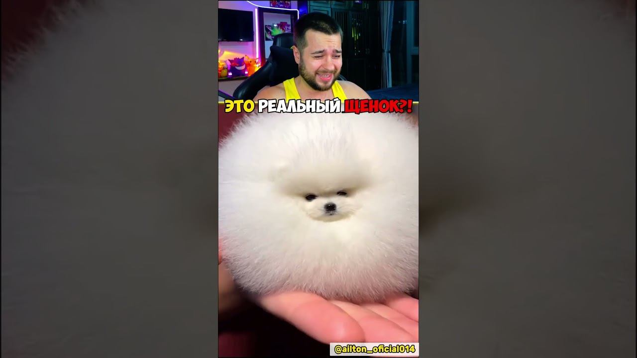 КРОШЕЧНЫЙ ЩЕНОК на ЛАДОНИ #shorts #шортс смотреть онлайн