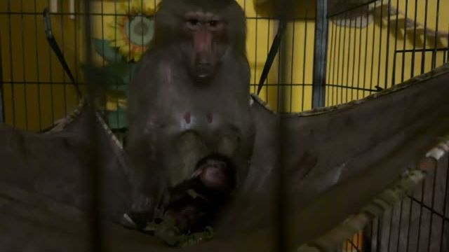 Хоть плачь! Не знаю что и делать до утра она так не доживет, звоню Олегу Алексеевичу! смотреть онлайн