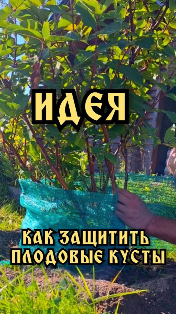 Идея. Как защитить плодовые кусты от зайцев и мышей смотреть онлайн