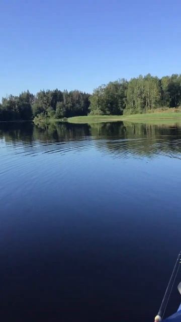 Ленобласть. 26.07.2024. Часть 109. Утята_ Не отстать от братиков и сестричек (уже научились летать)