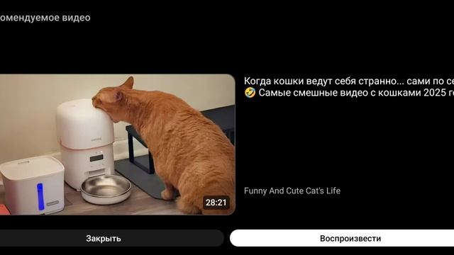 Смешные кошки 😾 😃
