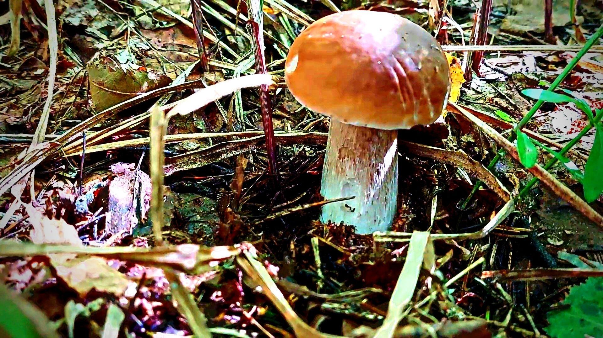 Летняя прогулка по лесу. ГРИБЫ ЕСТЬ! смотреть онлайн