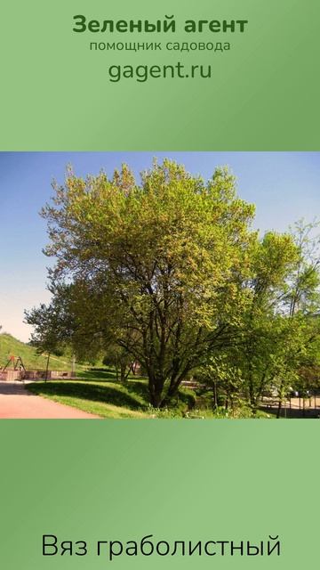Вяз граболистный — Зеленый Агент