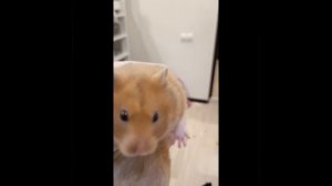 хаха! хомяк беги! ☑️😕😋😀☹️😥😶