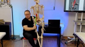 Анатомия мышц