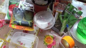 2119. ВПЛ. Посев баклажанов со стимуляцией семян.