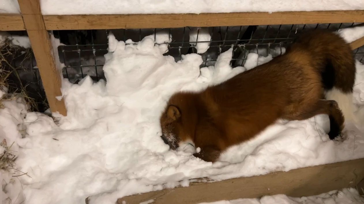 Лиса-Алиса. Снежная буря прошла в вольере Игниса смотреть онлайн