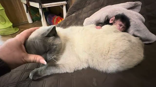 Мы такого еще не видели, мать отказалась от Николь, а кот Басик ее принял и согрел!!! смотреть онлайн