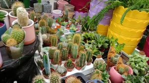 #фикусы кактусы в январе в оби в брянске