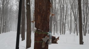 Снегопад. Белки. Зарисовка