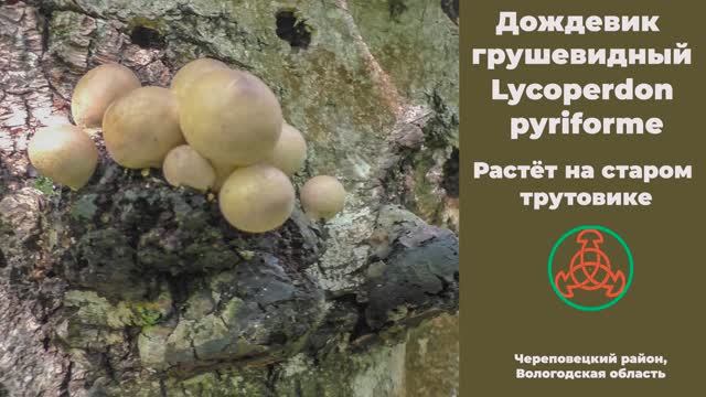 Дождевик грушевидный - Lycoperdon pyriforme  растёт на старом трутовике. смотреть онлайн