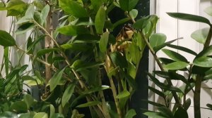 Всё сны и сны...