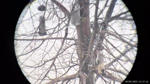 Кормушка для птиц 09.01.2026