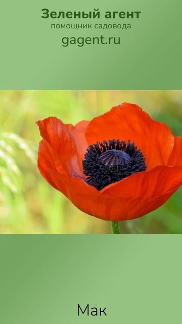 Мак — Зеленый Агент