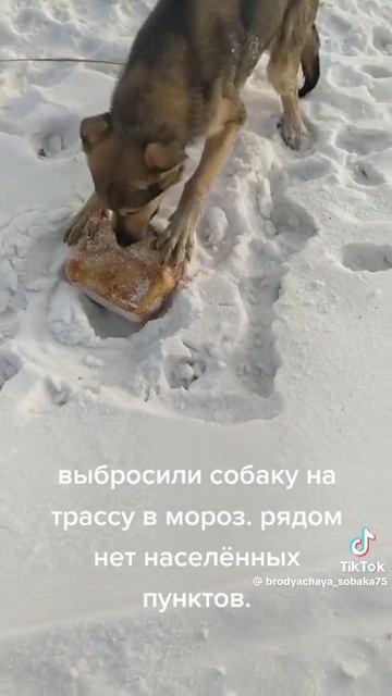 Выбросили собаку на обочину шоссе