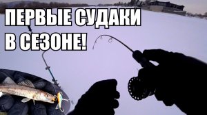 ПЕРВЫЕ СУДАКИ ЗИМОЙ! выкачиваем судаков на вибы и балансиры с эхолотом ПРАКТИК