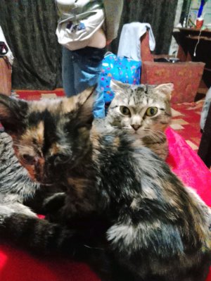 от нуля до фул 6