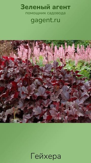 Гейхера — Зеленый Агент