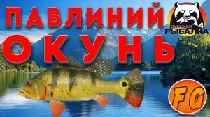 Где поймать Павлиньего окуня на оз. Лосиное. Павлиний окунь на Лосином. Russian Fishing 4
