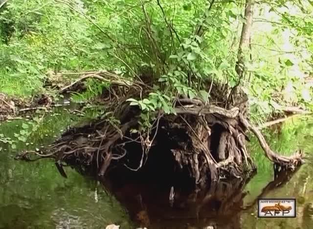 Ъ DV Река и камни 2004 г