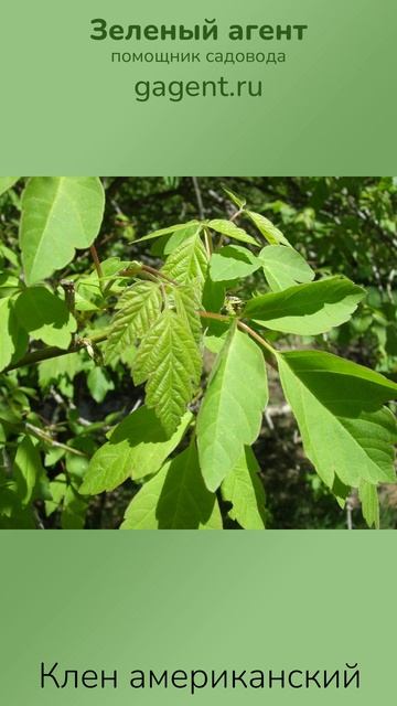 Клен американский — Зеленый Агент