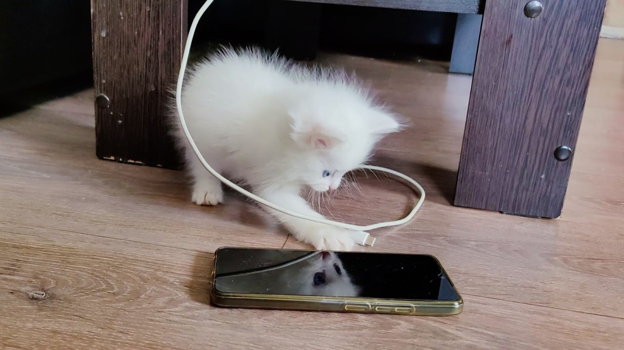 Котенок Микки хочет зарядить телефон. Умный котенок. смотреть онлайн