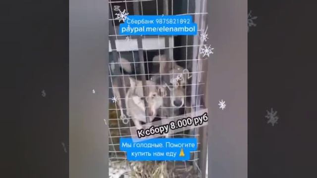 Приют плачет..Голод в 21 веке?.. не допустите! Приютам сейчас очень тяжело.. Пожалуйста, помогите