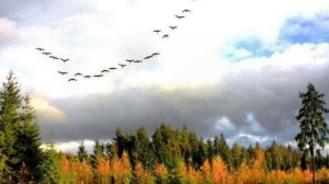 Русская песня " Журавли", на стихи Н. Рубцова,  исп. Марг?