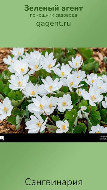 Сангвинария — Зеленый Агент