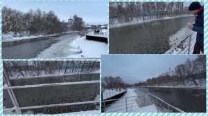 Ногинск, набережная реки Клязьмы. Очень много уток