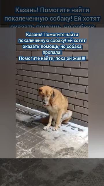 Нужна помощь в поиске покалеченной собаки!
Территориально Пестрецы, Казань 

Мальчик. Его избили