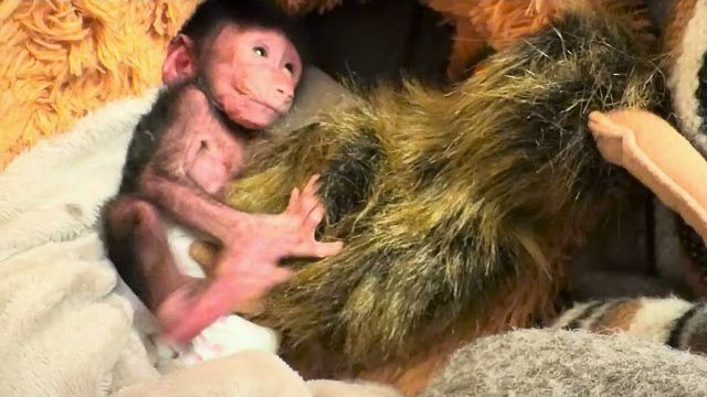 А кто пробовал съесть удода? Маленькая Николь так проголодалась что готова его съесть! смотреть онлайн