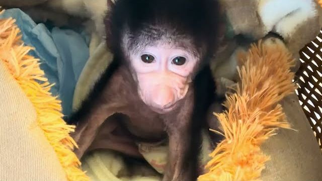 Николь ДАЛА ЖАРУ папе Владу ночью, а утром такая милашка проснулась, чудо, а не ребенок😂 смотреть онлайн