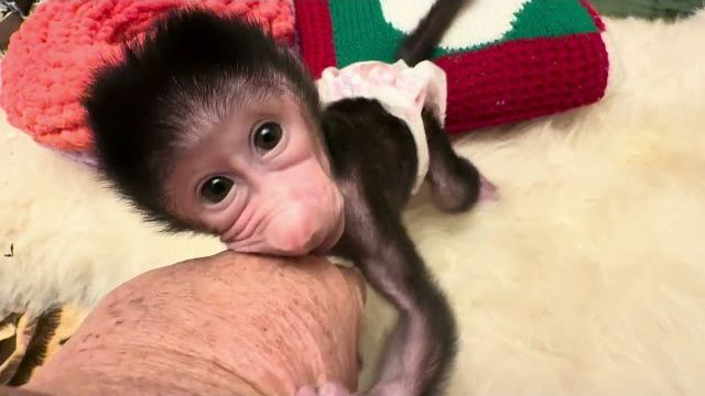 Малышка Николь когда просыпается то всегда страшно голодная смотреть онлайн