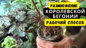 РАЗМНОЖЕНИЕ БЕГОНИИ ЧЕРЕНКАМИ-КОНЕЧНЫЙ РЕЗУЛЬТАТ ПРИЖИВАЕМОСТИ.