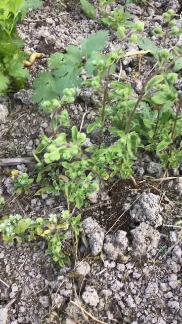 Ленобласть. Хвойное. 26.07.2024.Дача. Майоран садовый «Байкал»