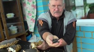 Подсолнечник ЛАКОМКА