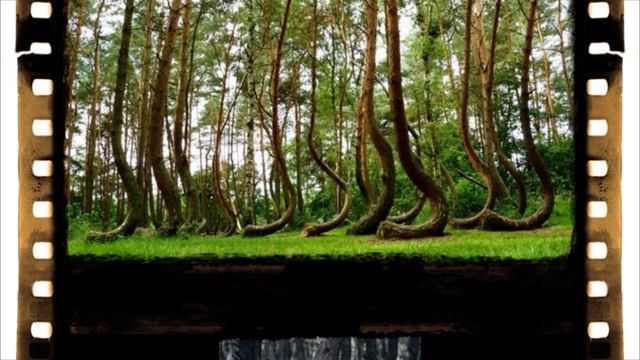 Леса, с других планет ! (2)