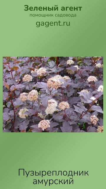 Пузыреплодник амурский — Зеленый Агент