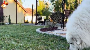 Забавные утки мускусные и пекинские на свободном выгуле со своими друзьями ч.(338) ❣️🤗😂