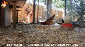 Куриная рутина – что делают куры на выгуле 😂 эпизод (108)