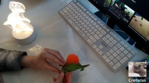 Распаковка коллекции "Фантастические Создания"