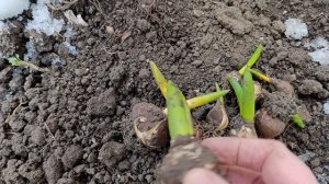 Немного работы в теплице