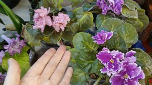 не сажайте эти комнатные цветы